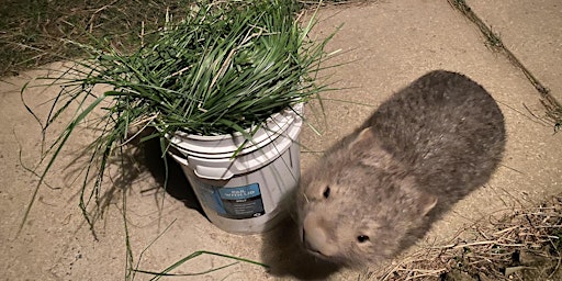 Hauptbild für Wombat Carer Course for Beginners (virtual)