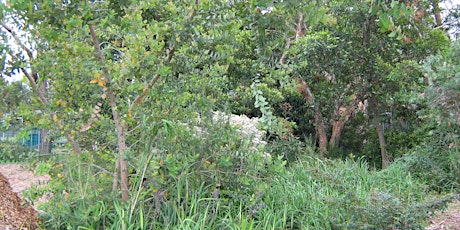 Native Plant Identification Workshop - Saturday 29 June primary image