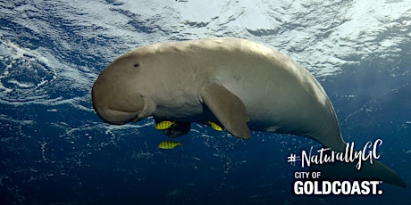 NaturallyGC Exploring the Life of Dugongs