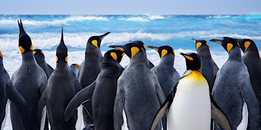 Hauptbild für Guardians of the Sea: Penguins Workshop (8-14yrs)