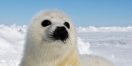 WOOLGOOLGA Guardians of the Sea: Seals Workshop (8-14yrs) primary image