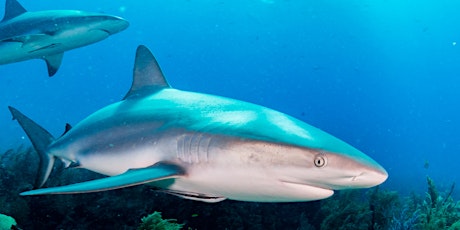 Hauptbild für WOOLGOOLGA Guardians of the Sea: Sharks Workshop (8-14yrs)