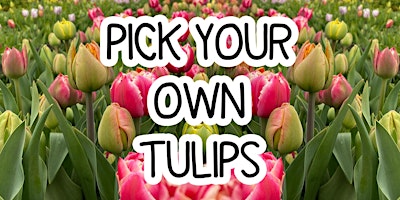 Imagem principal do evento Pick Your Own Tulips - Saturday 20th April