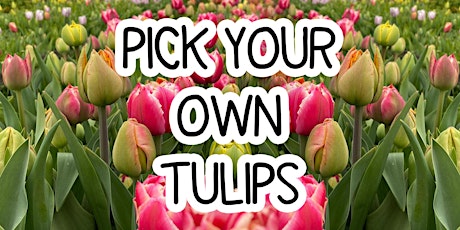 Pick Your Own Tulips - Saturday 20th April