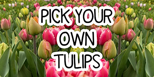 Imagem principal do evento Pick Your Own Tulips - Saturday 20th April