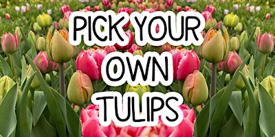 Imagem principal do evento Pick Your Own Tulips - Sunday 21st April