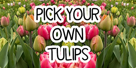 Pick Your Own Tulips - Sunday 21st April