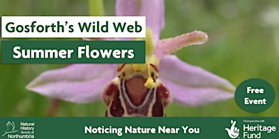Image principale de Exploring Summer Wildflowers