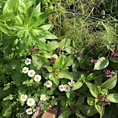 Gardening for Wildlife with Hackney Herbal | TOAST Shoreditch