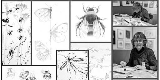 Immagine principale di Louisa Crispin in residence - drawing insects in the gallery 
