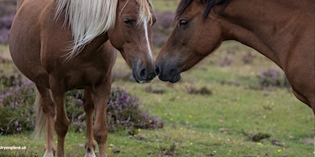 New Forest Tour Coach Trip from Sittingbourne