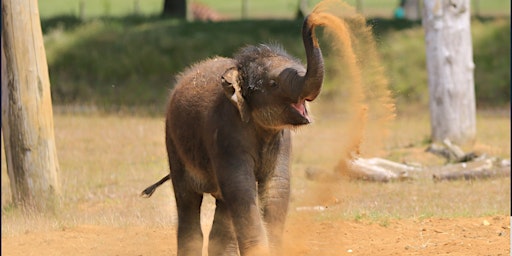 Primaire afbeelding van Woburn Safari Park Coach Trip from Sittingbourne