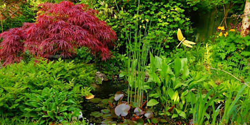 Immagine principale di Birds and a Brew May: Gardening for Birds - Nature Discovery Centre, Friday 17 May 