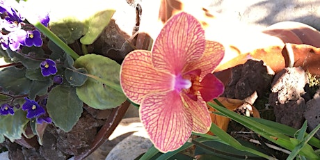 Orchid Care Basics and Repotting primary image