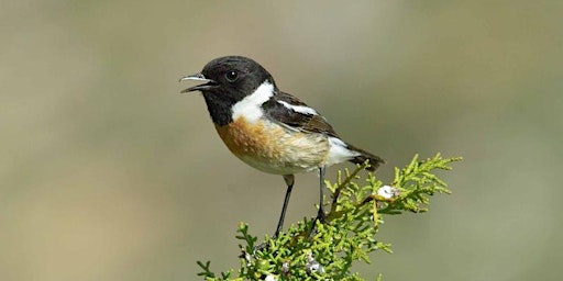 Primaire afbeelding van Wildlife discovery walk