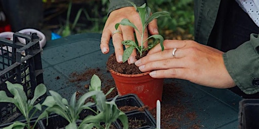 Hauptbild für Seed Sowing Workshop