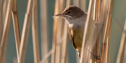 Birds and a Brew June: Rustlings in the Reedbeds - Nature Discovery Centre, Friday 21 June primary image