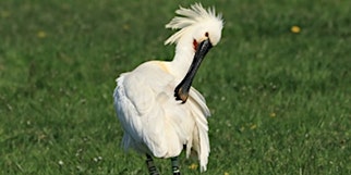 Hauptbild für Birds and a Brew August: Birds: Good news stories! - Nature Discovery Centre, Friday 30 August