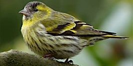 Hauptbild für Birds and a Brew September: Autumn Migration - Nature Discovery Centre, Friday 20 September