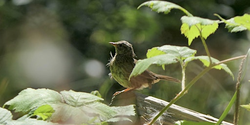 Imagem principal do evento Breed bird survey and Pollinator Recording Workshop