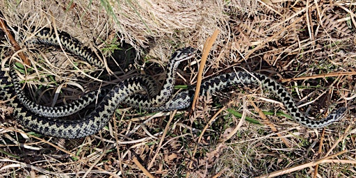 Hauptbild für Adder Walk