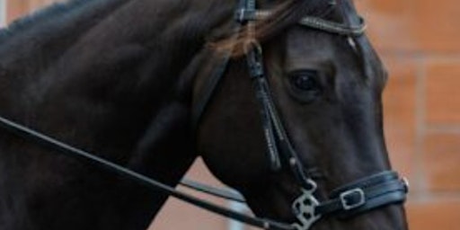 Bridle Fitting with Jane Cumberlidge primary image