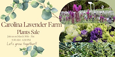 Imagem principal do evento Lavender & Eucalyptus  Farm Plants  Sale