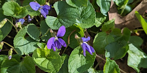 Image principale de Intro to Plant, Shrub, Tree ID (Part 1) @ Greenwood Park with Jeff Adams