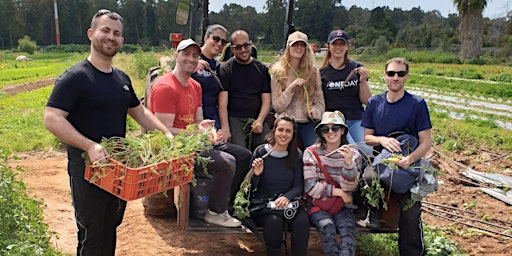 Image principale de קטיף תפוזים וקלמנטינות - Harvest oranges and clementines Volunteering