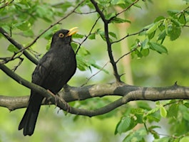 Immagine principale di Birds and a Brew October: Why Watching Birds is Good for us - Nature Discovery Centre, Friday 18 October 