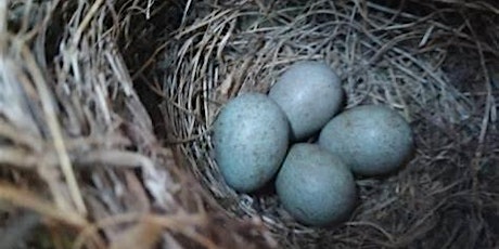 Wild Egg Hunt (Family Activity 11am-12pm) TCV Haringey