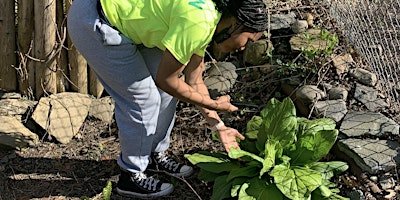 Hauptbild für Van Cortlandt Park BioBlitz: City Nature Challenge 2024