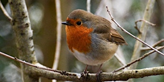 Primaire afbeelding van Birds and a Brew December: Festive Feathers - Nature Discovery Centre, Friday 13 December
