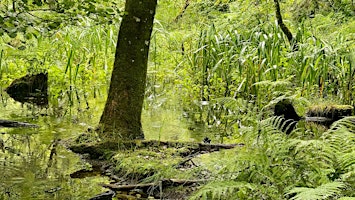 Imagen principal de Kilsture Forest Community Group Mycorrhizae Symposium