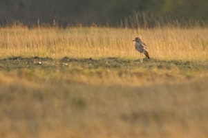 Wonderful Weeting Heath - free guided walk