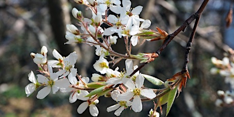 Tree Identification by Season: Spring Talk - Bursting with Blooms