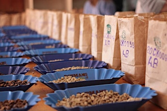 Kenya Showcase: An Intro to Coffee's Holy Grail primary image