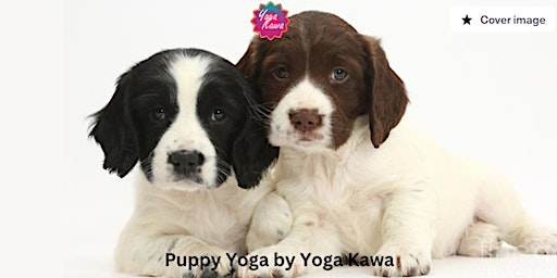 Imagem principal do evento Puppy Yoga (Family-Friendly) by Yoga Kawa Thornhill w/ Springer Spaniel
