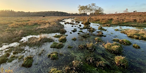 Hauptbild für Local Volunteers Event: The Freshwater Network