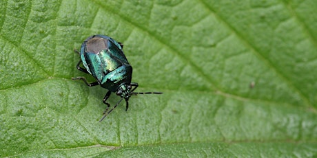 Imagem principal de Ladybird and Shield Bug Hunt