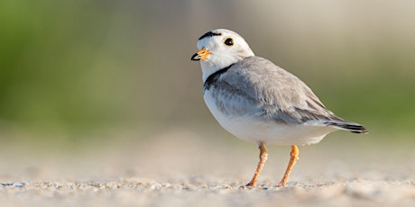 Spring Shore Bird Hike: Adult Program, $4 per adult upon arrival primary image