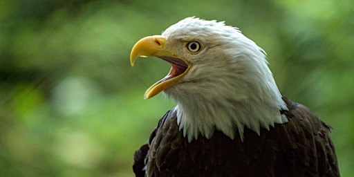 Immagine principale di Bald Eagle Paddle - 2024 -Sultana Educational Foundation 