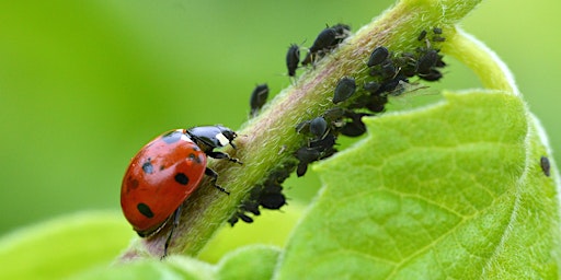 From Pests to Partners: natural pest and disease management primary image