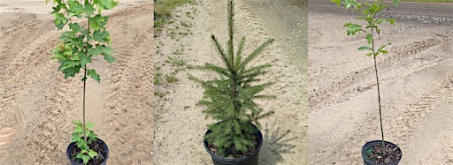 Collection image for Residential Tree Giveaway Spring 2024