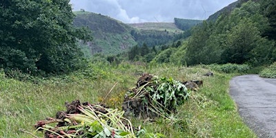 Primaire afbeelding van Volunteer Day - Invasive Species Removal - Glyncorrwg