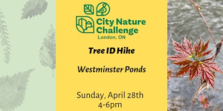 Tree ID Hike