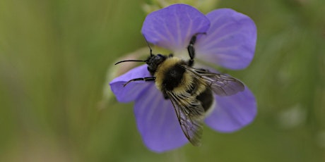 Blossom and Bees May Half Term Trail - Thatcham, Tuesday 28 May