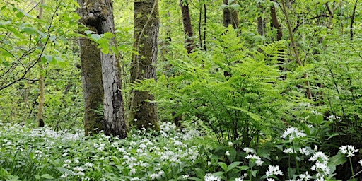 Image principale de Volunteering @ Clyde Valley Woodlands for Scottish Education Agency Staff