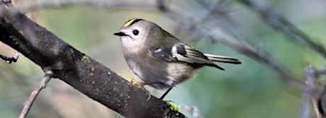 An Early Morning Bird Walk in Childwall Woods and Fields