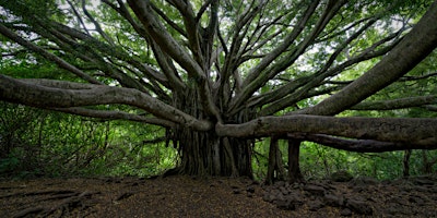 Image principale de Many Seeds, One Garden: Lessons from Sacred Groves of India